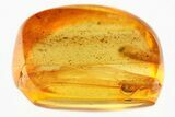 Detailed Fossil Lady Bug (Coccinellidae) in Baltic Amber - Uncommon #335662-1